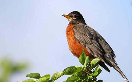 american robin