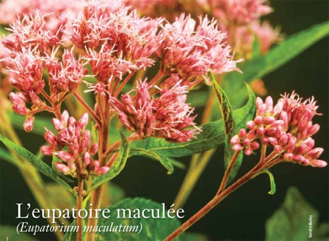 Spotted-Joe Pye weed