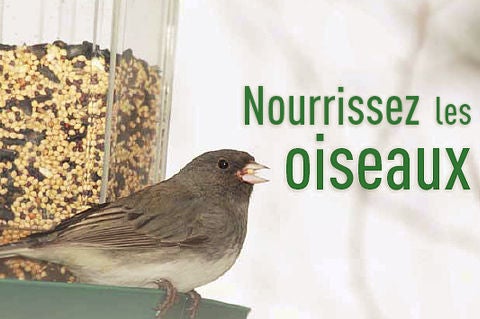 Nourrissez-Les-Oiseaux