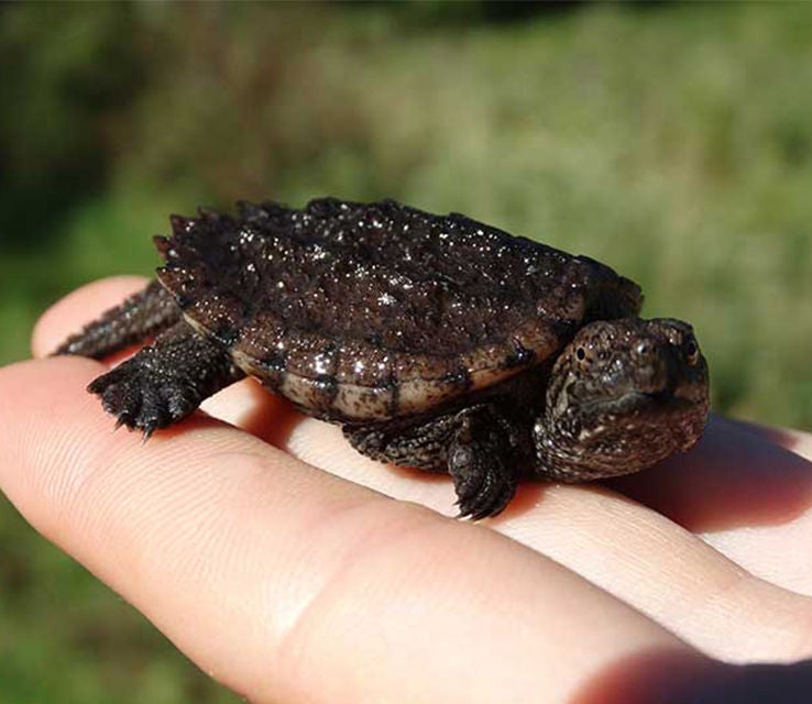 turtle in hands