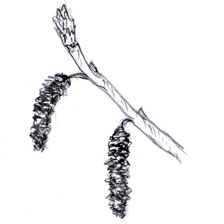 catkin.jpg