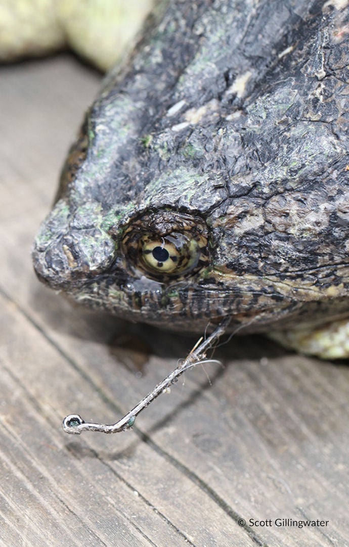 fishing hook caught on turtle