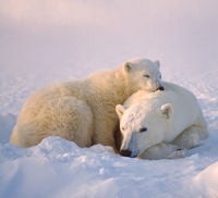 Polar Bear and her cub
