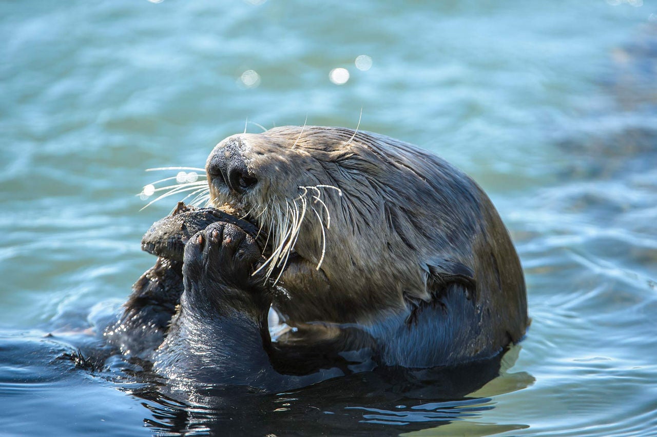 sea otter eating
