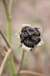 Seed pod on a plant
