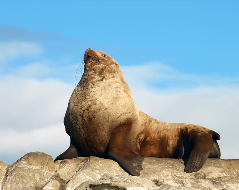 Stellar Sea Lion