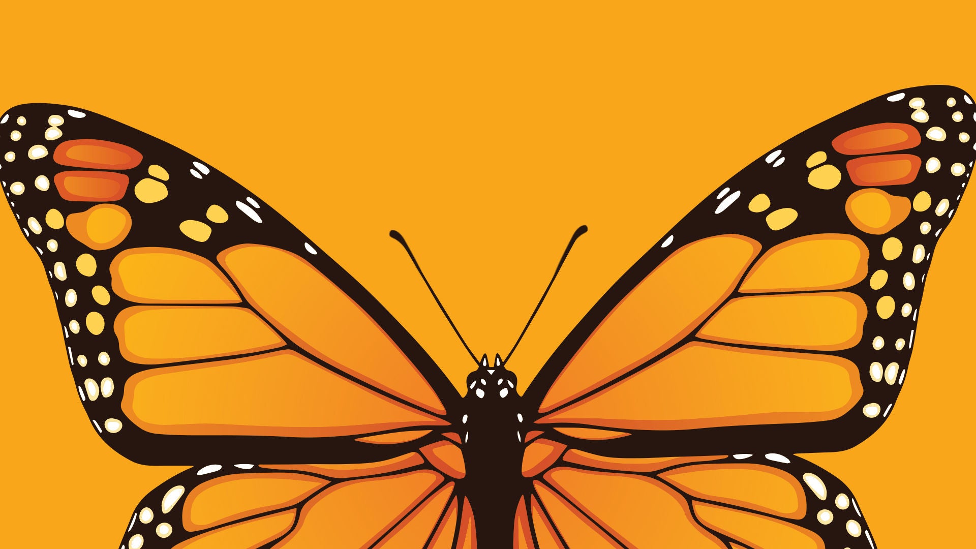illustration monarch butterfly on orange background