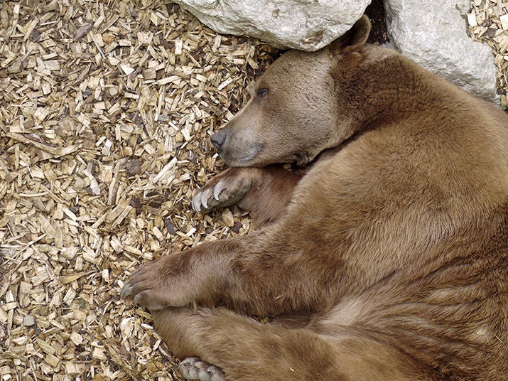 Sleeping grizzly bear