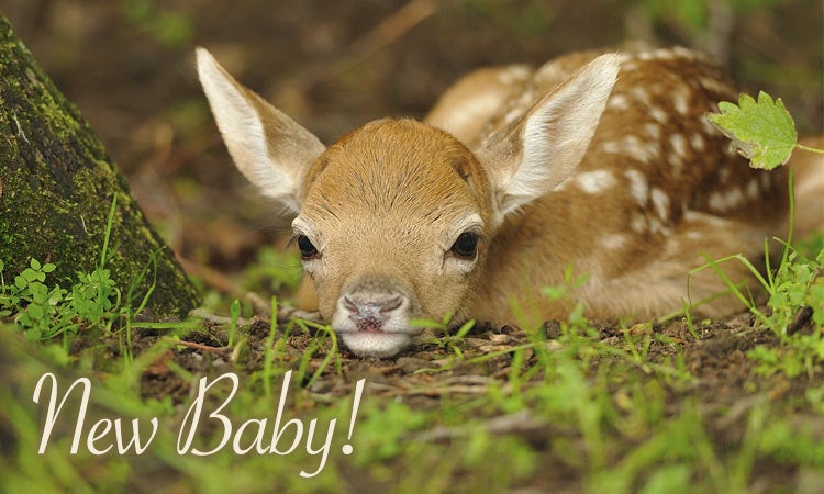 newborn baby header fawn