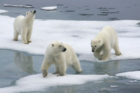 Polar bears breaking ice