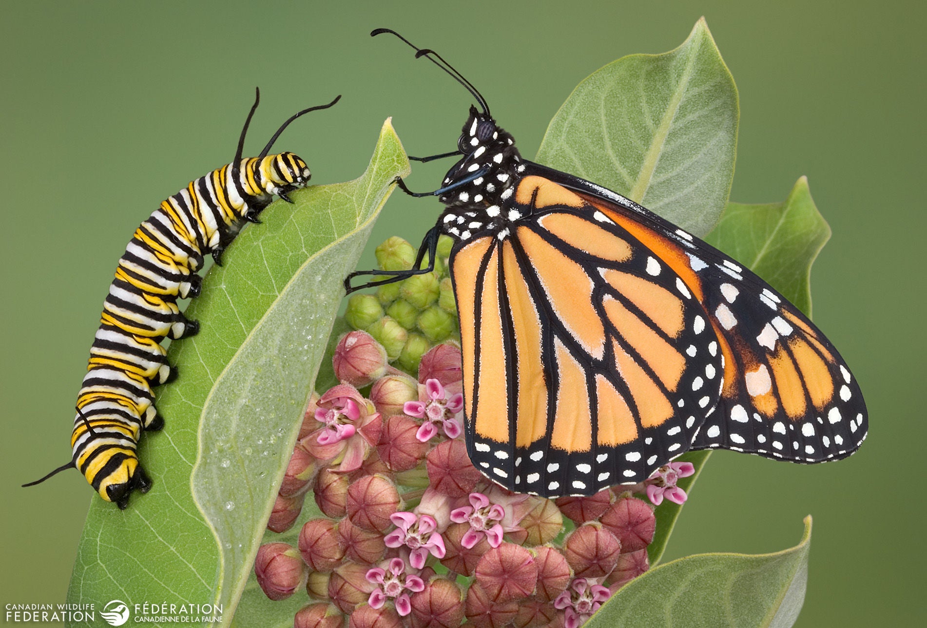 A monarch is sitting with a adult caterpillar on a milkweed plant. This is the only plant the monarch will lay eggs on and the caterpillar will eat. This shows a flowering milkweed in mid to late summer. I raised the caterpillar and the butterfly from eggs. I release the butterflies in the wild once their wings are dry and they can fly.