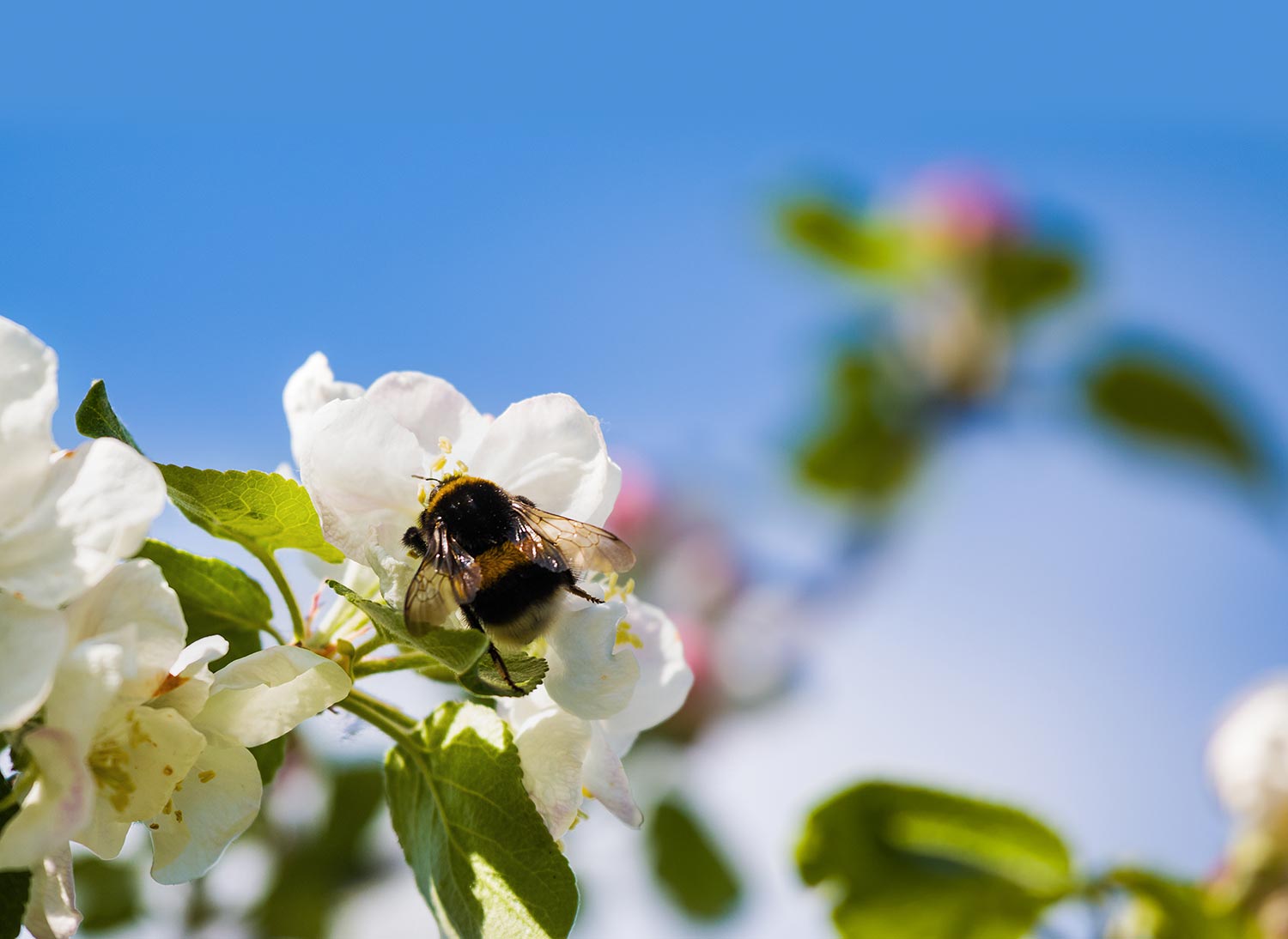 bee on white flower