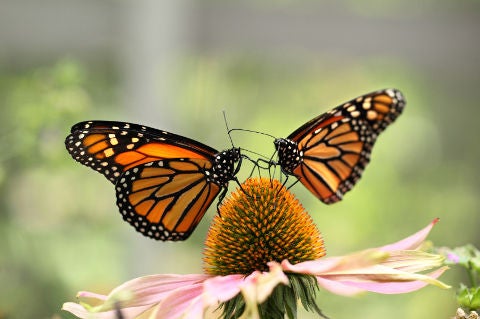 monarch butterflies on echinacea