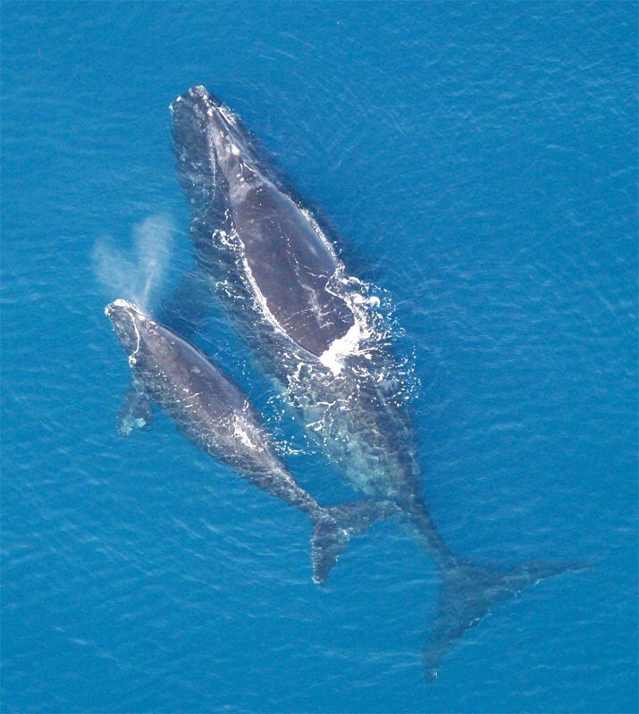 Right whale with her calf