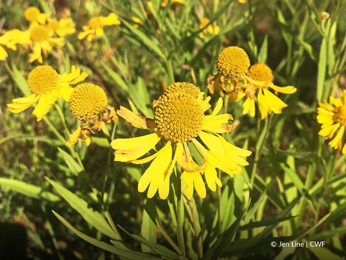 sneezeweed