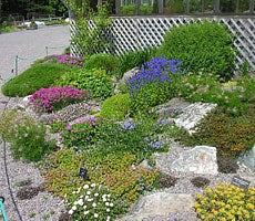  Colourful alpines adorn the Botanical Garden's Rock Garden
