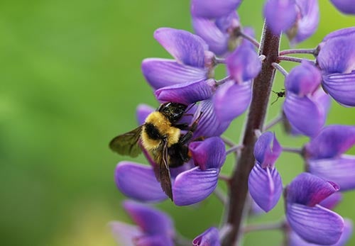 abeille sur une fleur mauve