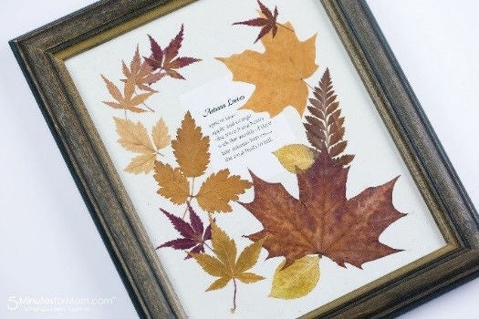 Pressed leaves in a frame