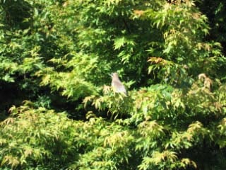 Cedar Waxwing bird in a windbreak of hedges