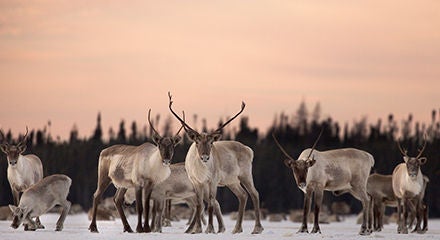herd of caribou standing still