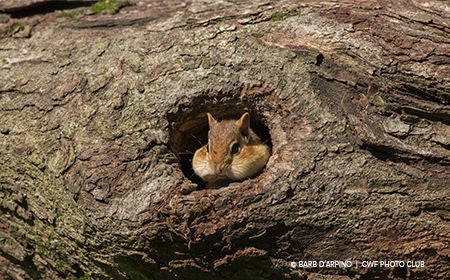 squirrel in tree trunk