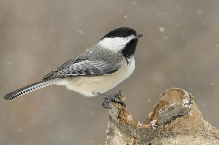 Black Capped Chickadee in winter.  Photo by Daniel Dagenais