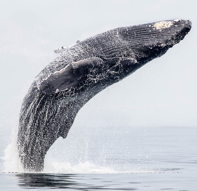 whale jumping