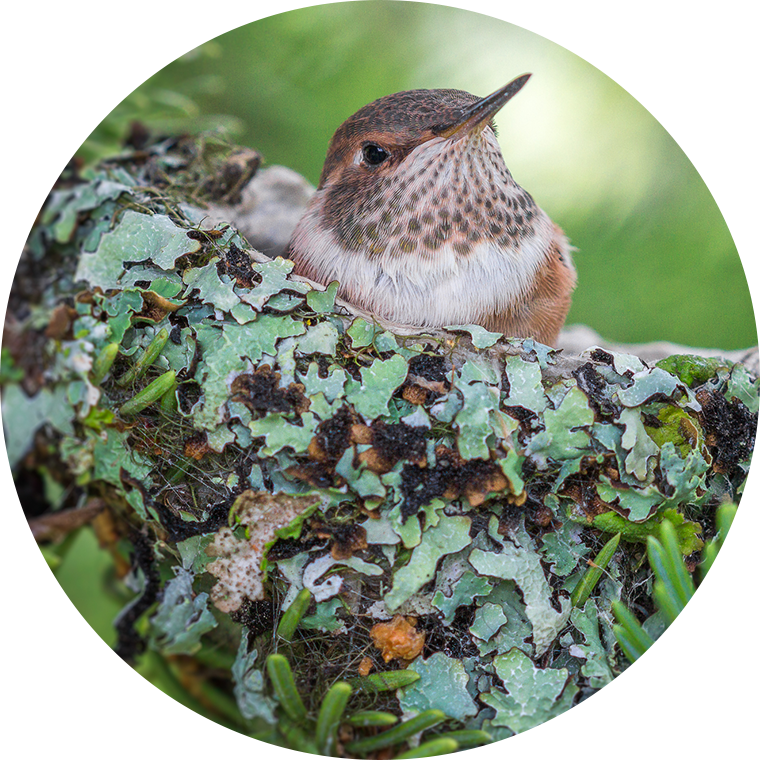 hopper feeder with bird in nest