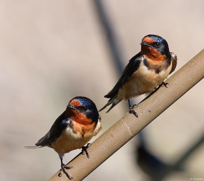 Two rustica barn swallows