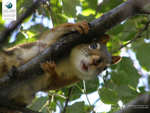 Squirrel | Ecureuil roux