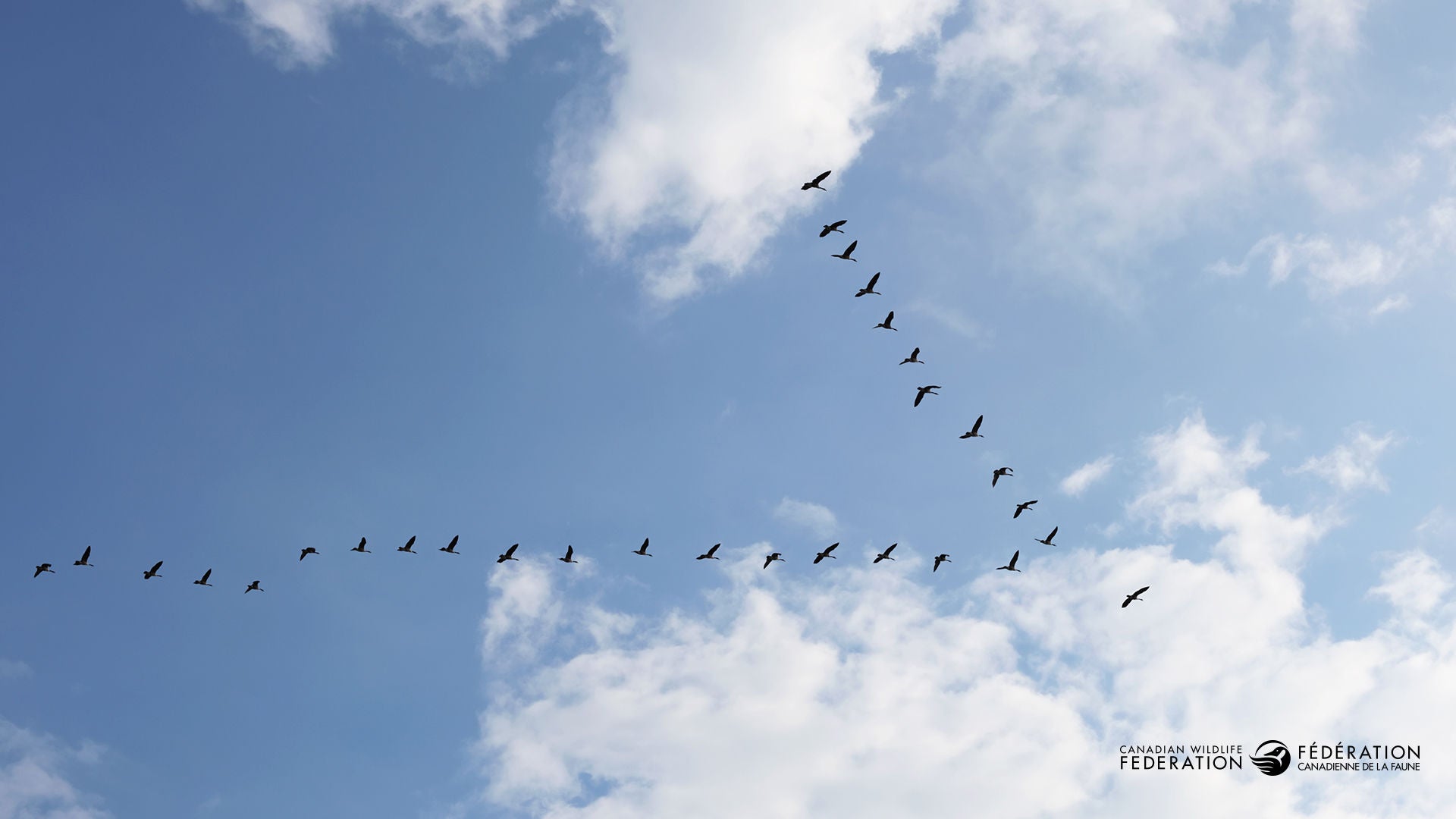 birds flying in formation