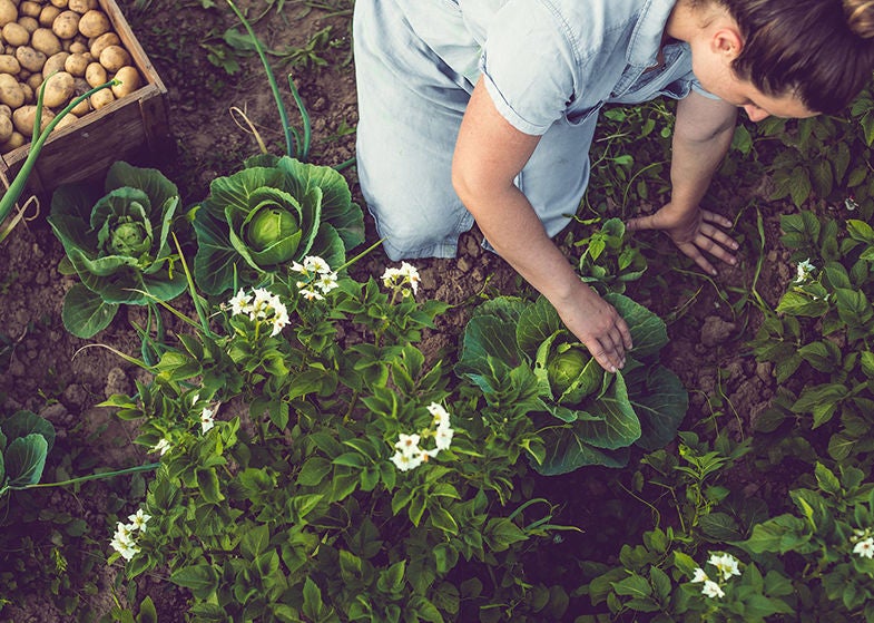 vegetable garden