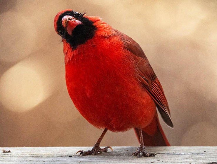 red cardinal