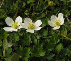 Anemone parviflora