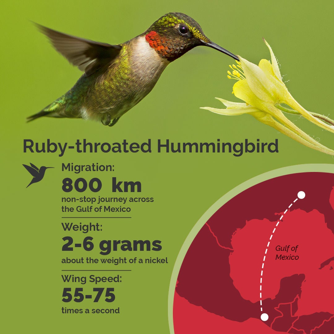 hummingbird profile