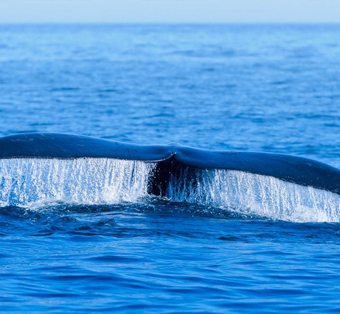 reconnecting canadians