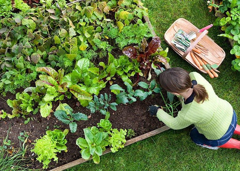 gardening large vegetable garden