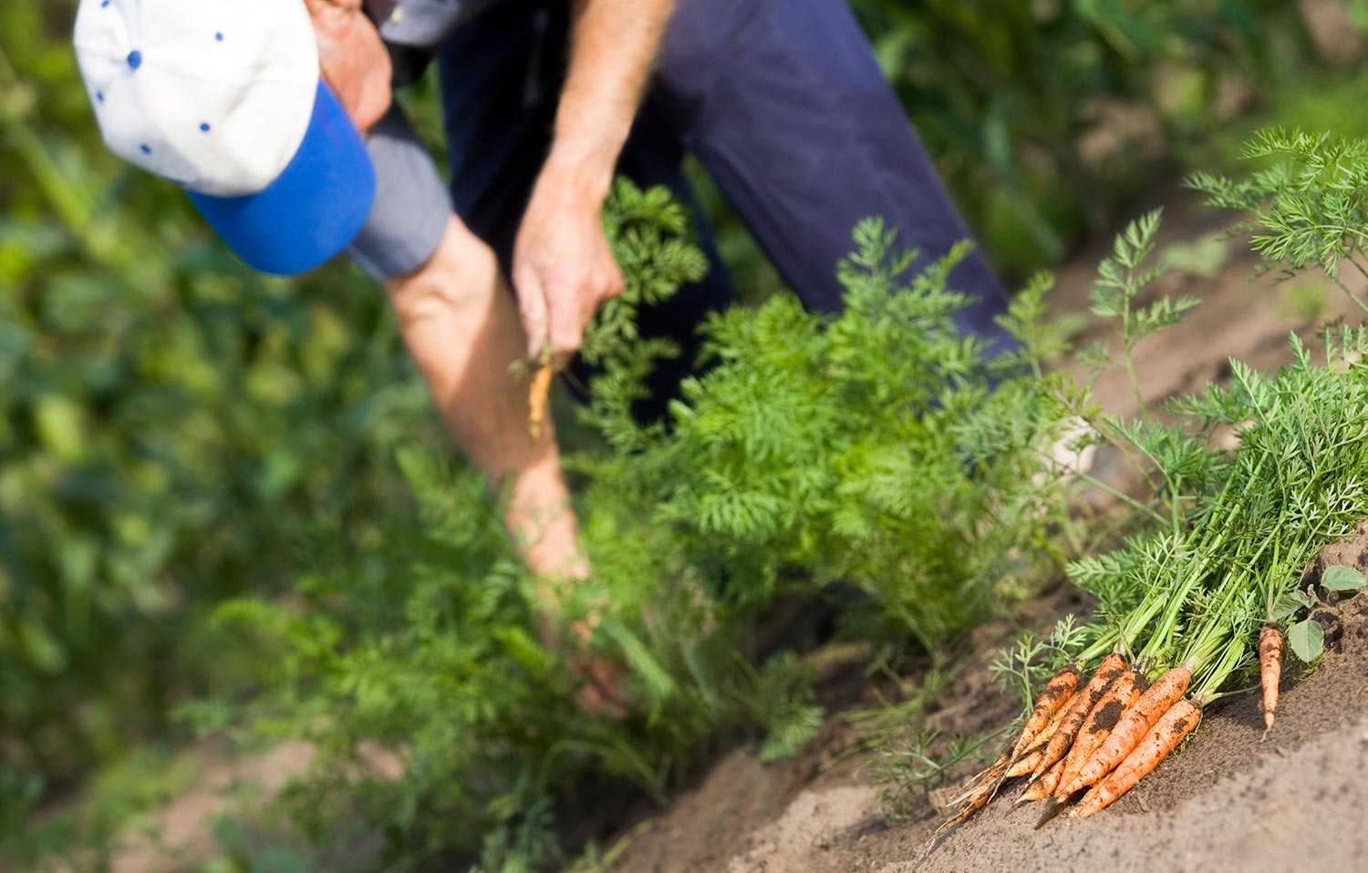 Senior man gardening