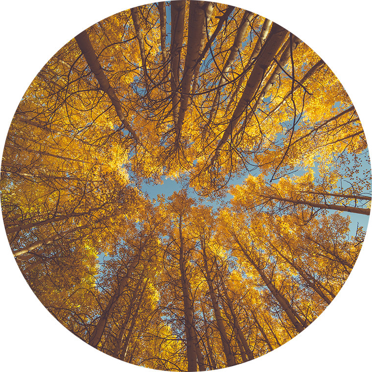 trees with fall colours