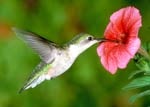 Ruby-Throated Hummingbird 