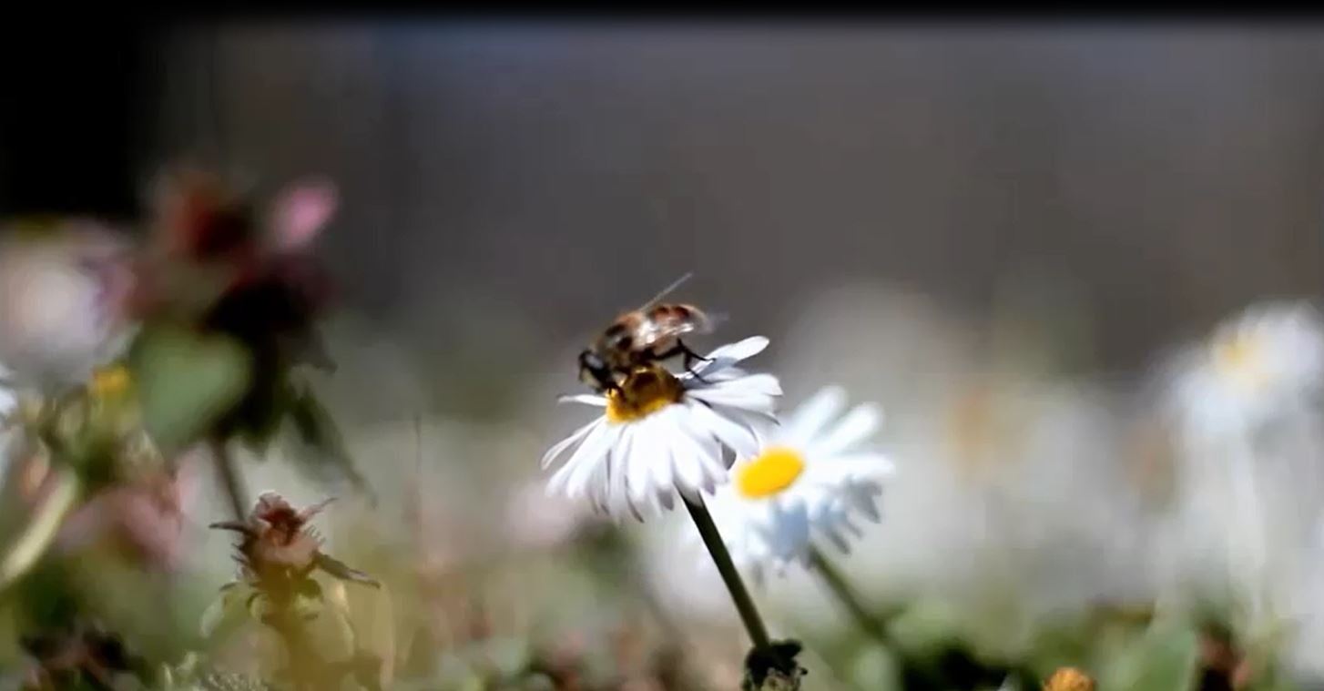 bee on flower