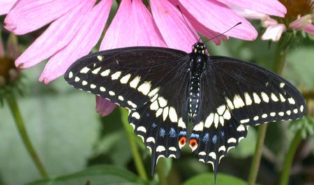 Butterfly House - Swallowtail butterfly