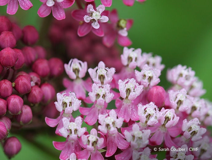 swamp milkweed dew