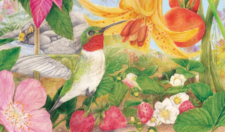 Drawing of a hummingbird 