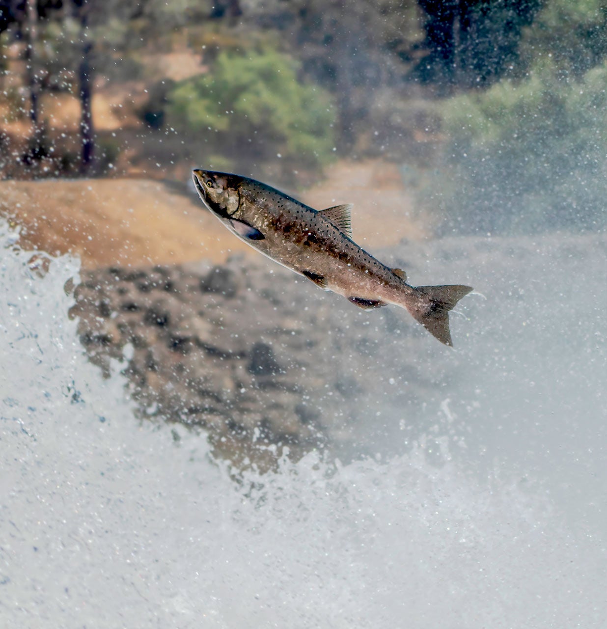 chinook salmon in tank