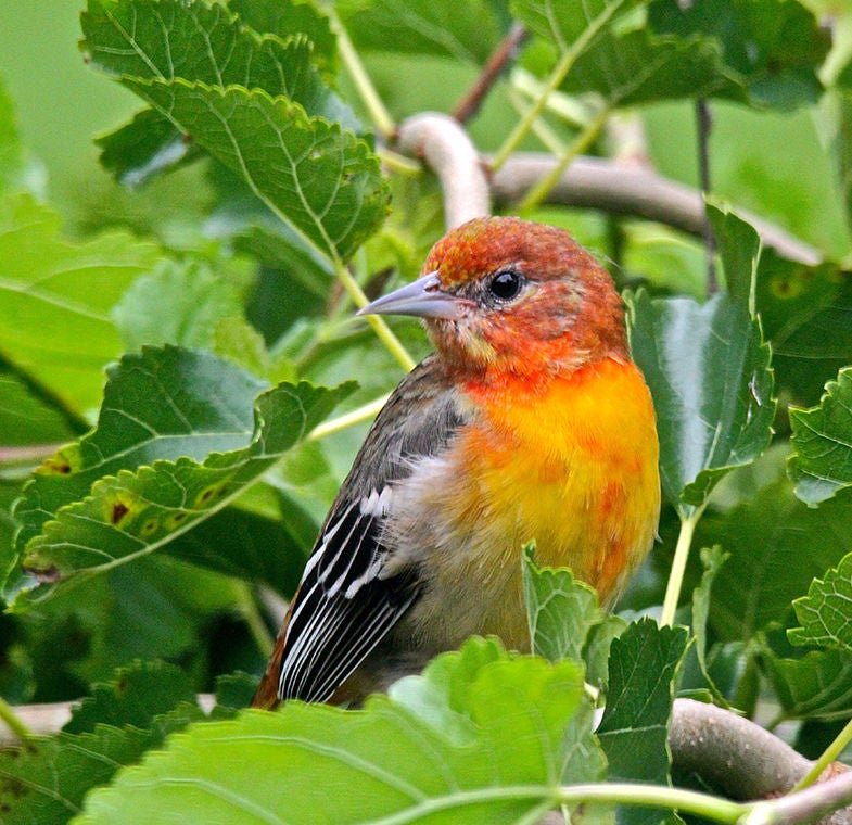 adolescent oriale bird