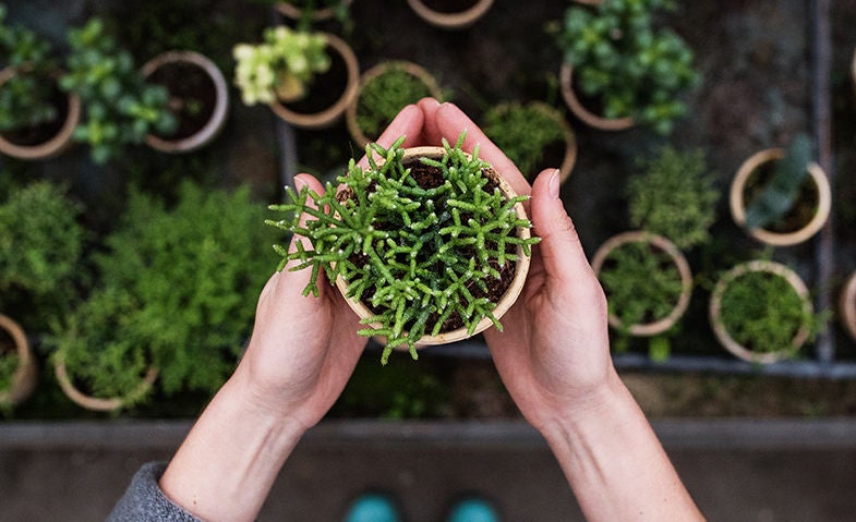 person holding plant