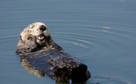 sea otter