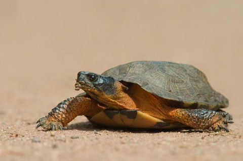 Woodland Turtle