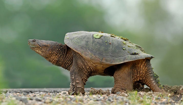 Snapping Turtle